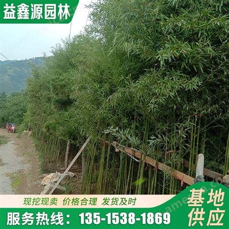 1.5米高北方楠竹 绿篱庭院用耐寒易成活绿化竹子