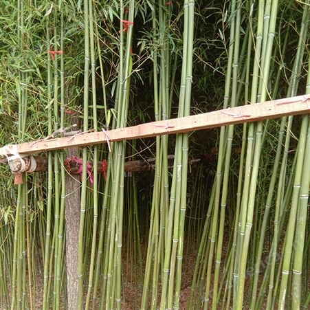 1.5米高北方楠竹 绿篱庭院用耐寒易成活绿化竹子