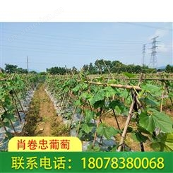 桂林肖卷忠葡萄代收批发绿优铁柱冬瓜