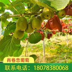 广西桂林|柳州红心猕猴桃新鲜上市_价格优