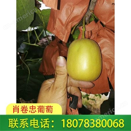 广西桂林肖卷忠葡萄种植高品质黄金奇异果，报价合适