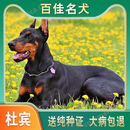 纯种精品杜宾犬 大体型双血统杜宾狗 嗅觉灵敏 护卫犬