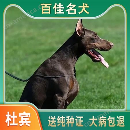 纯种精品杜宾犬 大体型双血统杜宾狗 嗅觉灵敏 护卫犬
