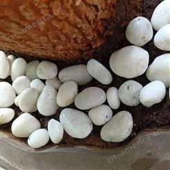 石诚矿产白色鹅卵石 鱼缸盆栽装饰用 2-3CM