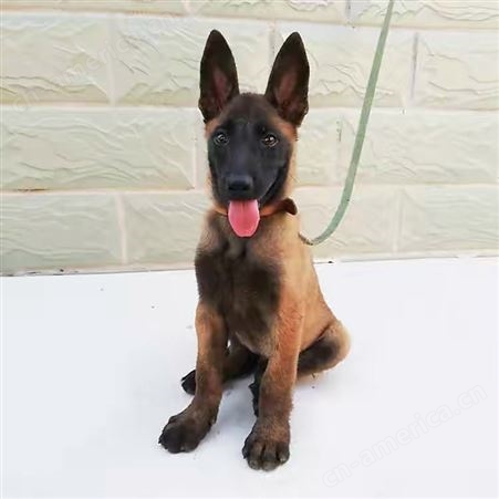 比利时纯种马犬出售 警犬 黑马红马幼犬 视频挑选