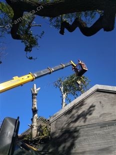 修树 修树冠 树木整形修剪 危树砍伐 补种树